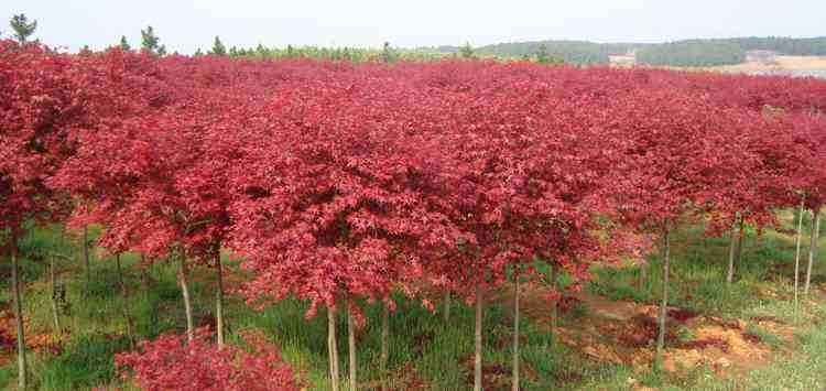 濟寧三友苗木基地 濟寧三友苗木基地