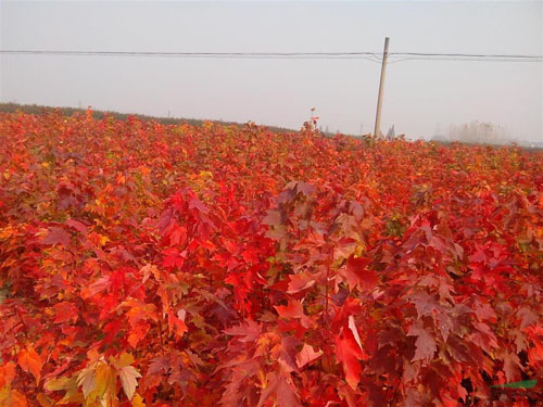 tL(zhng)c޼L(zhng)P(gun)ϵ
